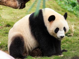20210208190915-Giant Panda.jpg